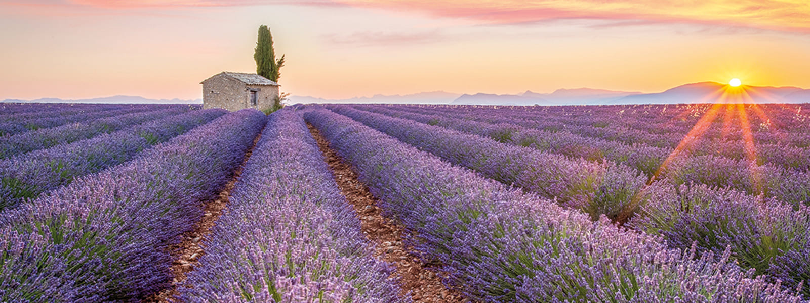 Lavanda in fiore - Gole del Verdon
